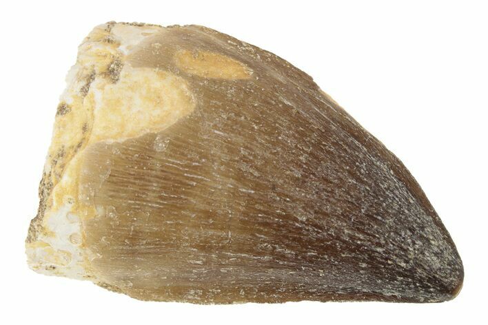 1 1/2" Fossil Mosasaur (Prognathodon) Teeth - Morocco - Photo 1